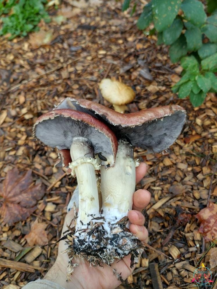 Stropharia rugosoannulata. "Cannabis Growers Best Friend" Liquid Culture Syringe - Image 3