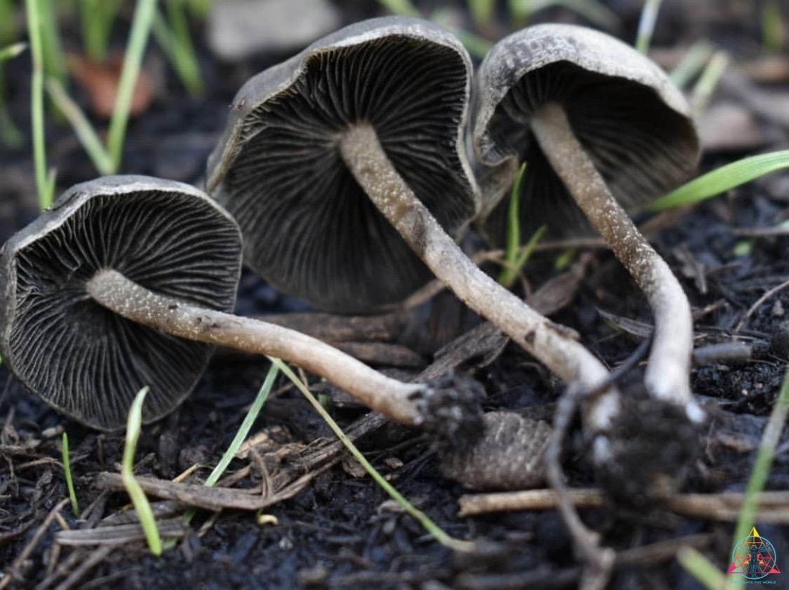 Wild Panaeolus Cinctulus Spore Print - Image 3
