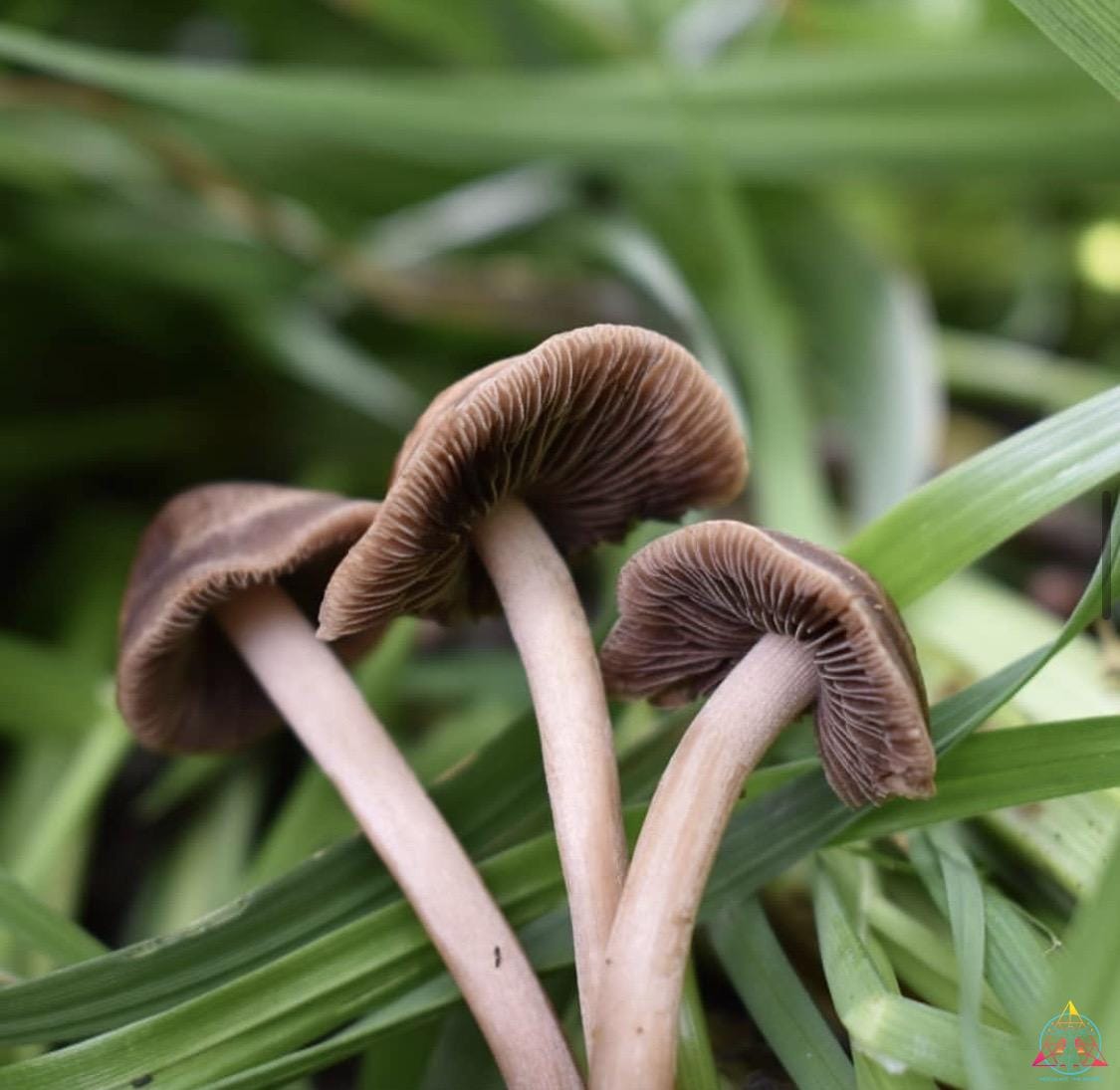 Wild Panaeolus Cinctulus Spore Print
