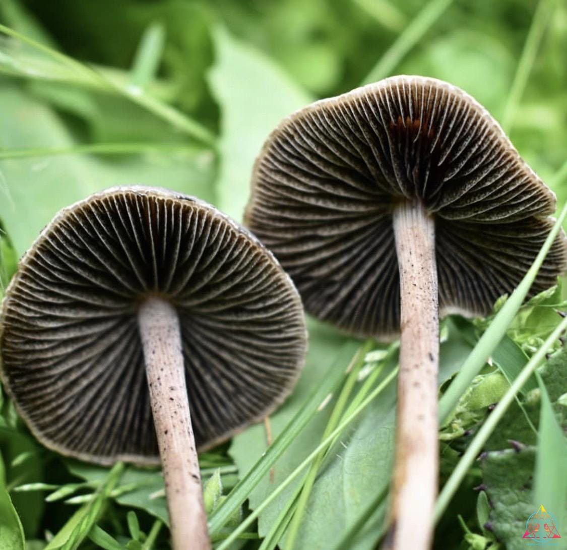 Wild Panaeolus Cinctulus Spore Print - Image 2