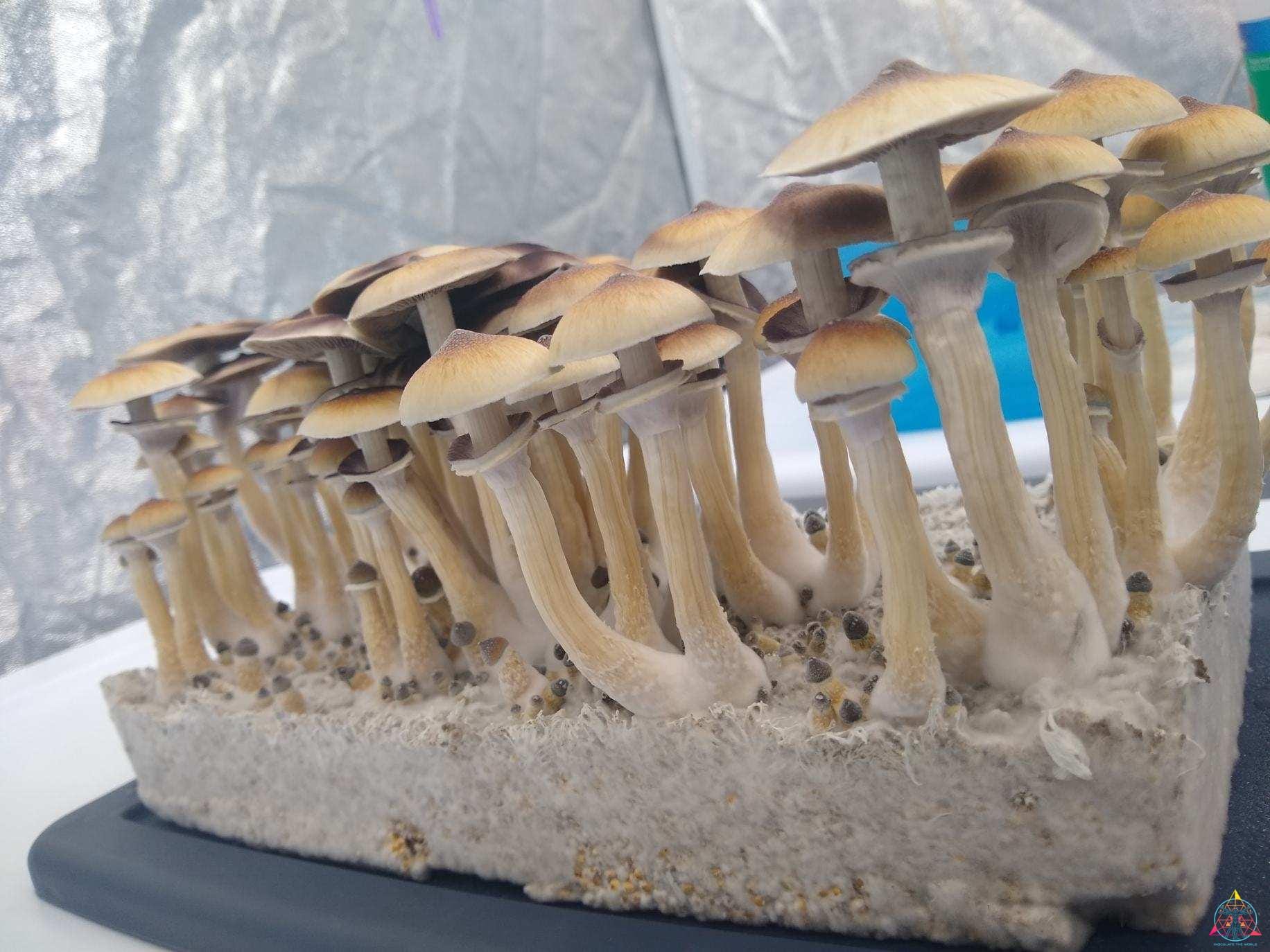 Golden Teacher Spore Print - Image 2