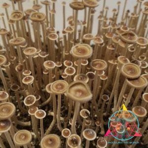 Psilocybe Tampanensis "Truffle Producer" Spore Print