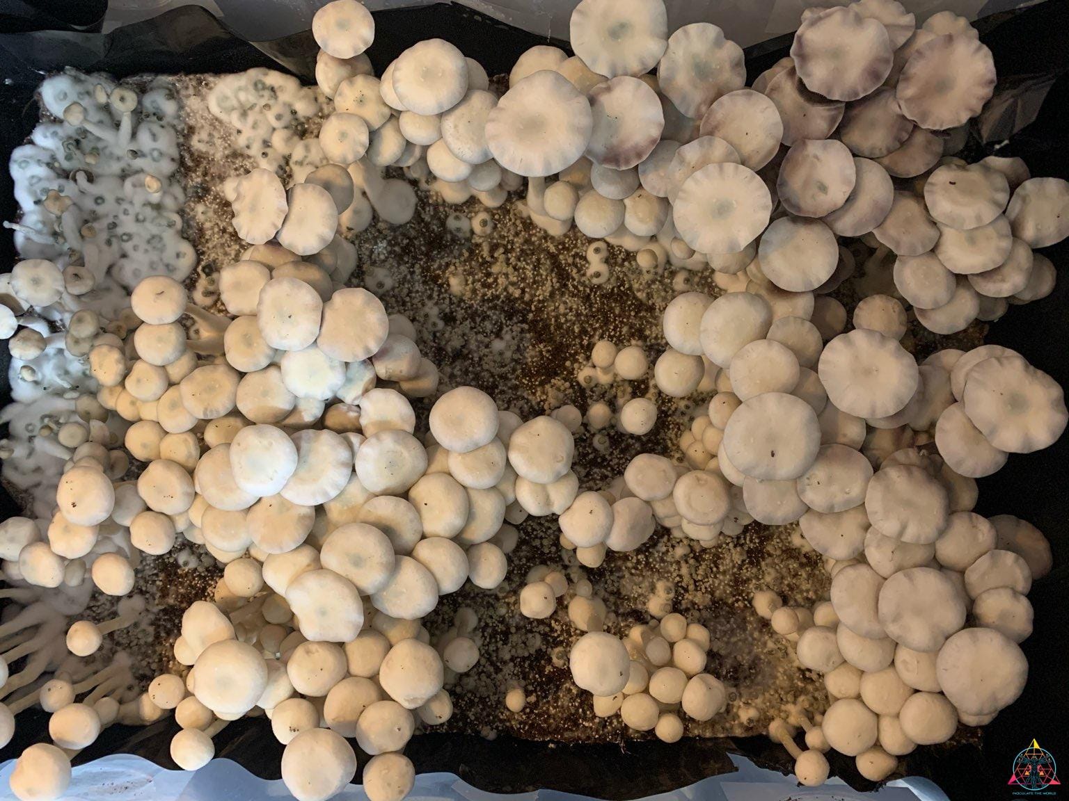 Leucistic Burma Spore Print - Image 3