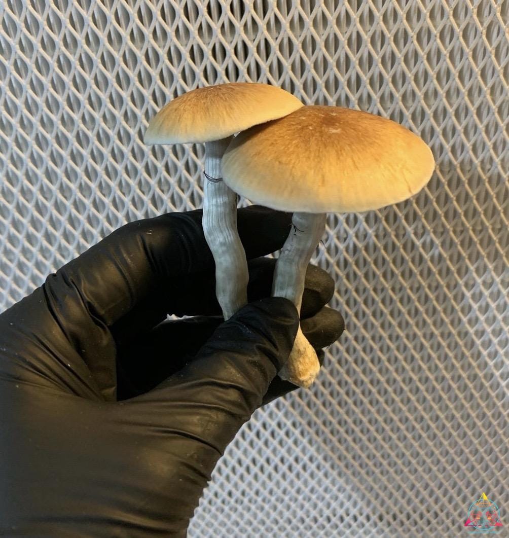 PES HAWAIIAN Spore Print