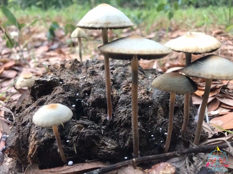 Wild Panaeolus Cyanescens (Debary, FL) Spore Print - Image 2