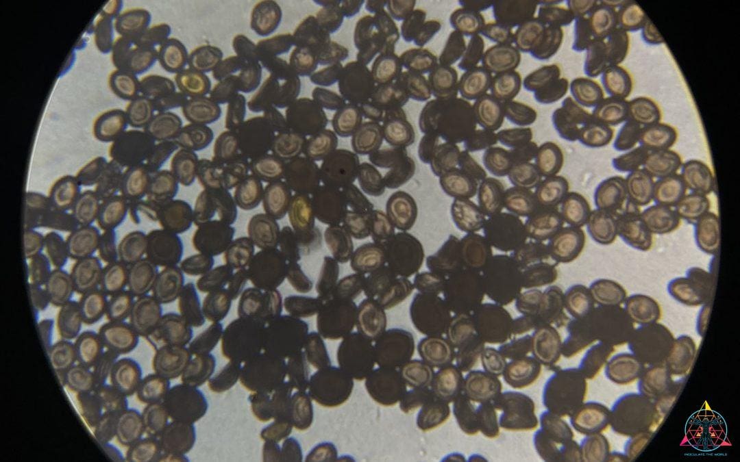 Spores: A How to Guide