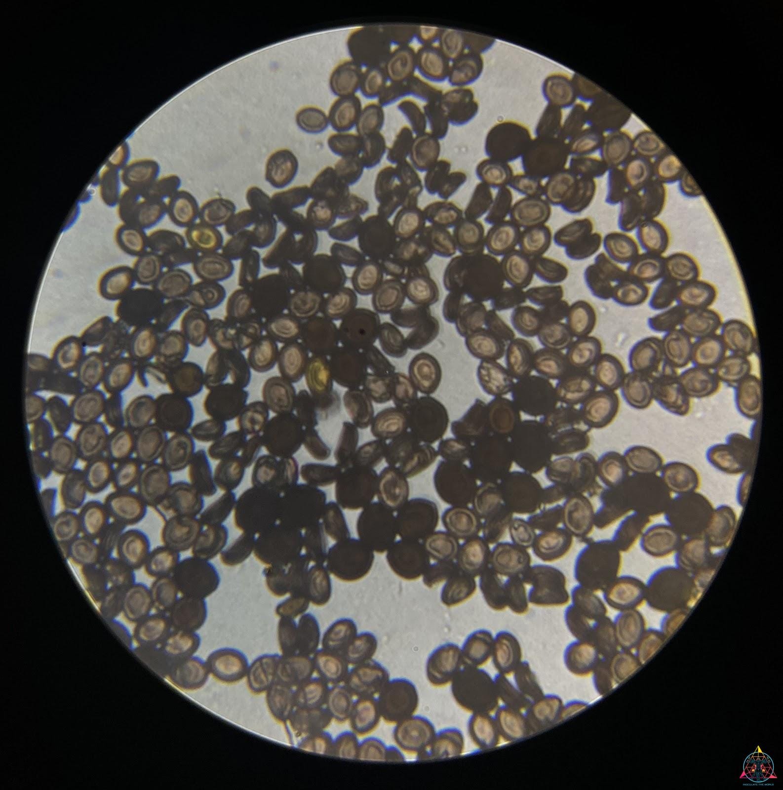 Spores magic mushroom spores under a microscope
