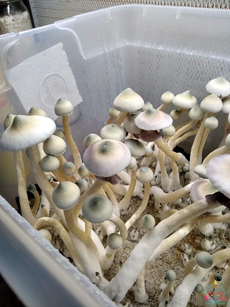 AA+ Leucistic Cubensis Spore Print - Image 3