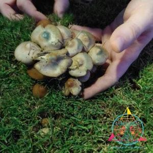 Psilocybe Caerulescens  Spore Print