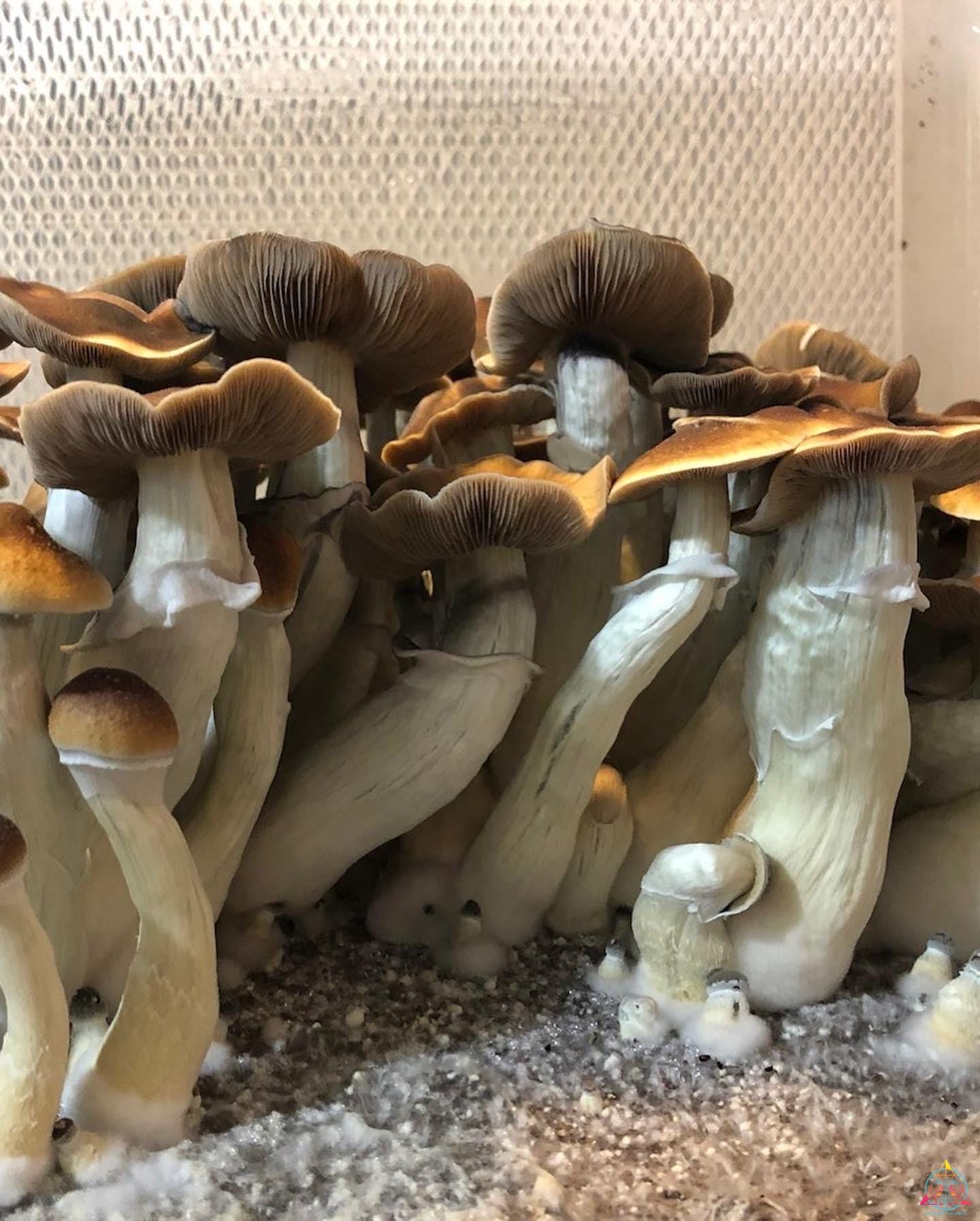 Blue Magnolia Cubensis Spore Syringe - Image 4