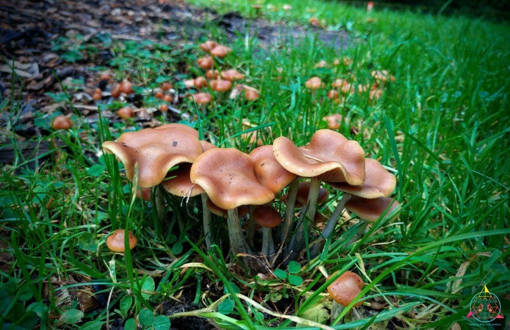 Wild Cyaenescens