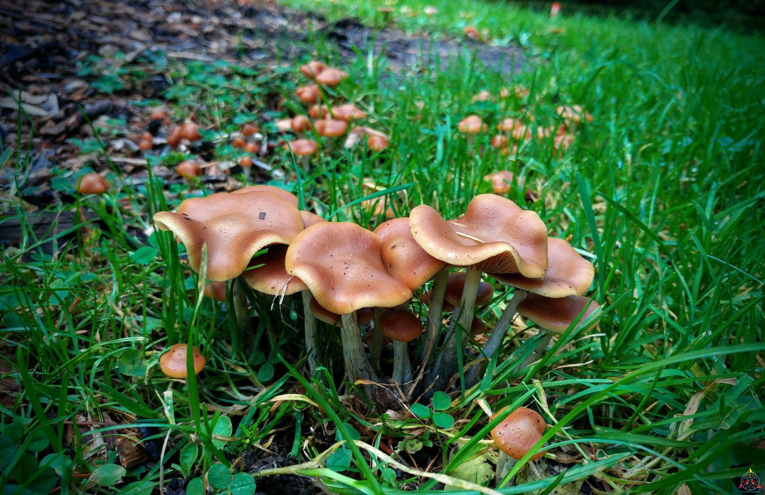 Wild Cyaenescens