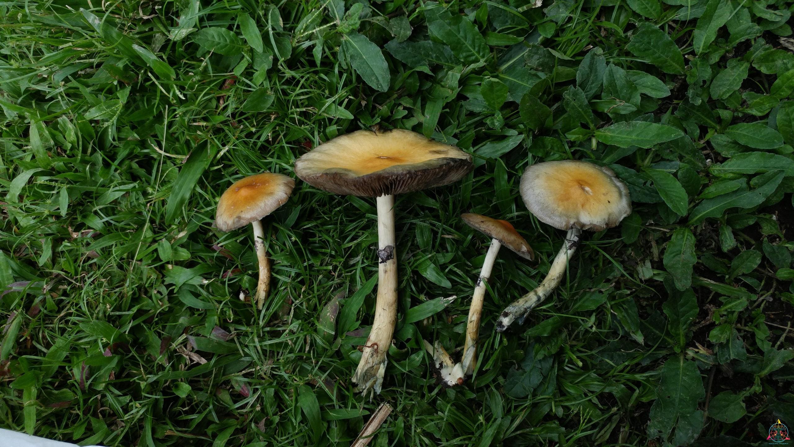 Costa Rica F2 Spore Slide - Image 2