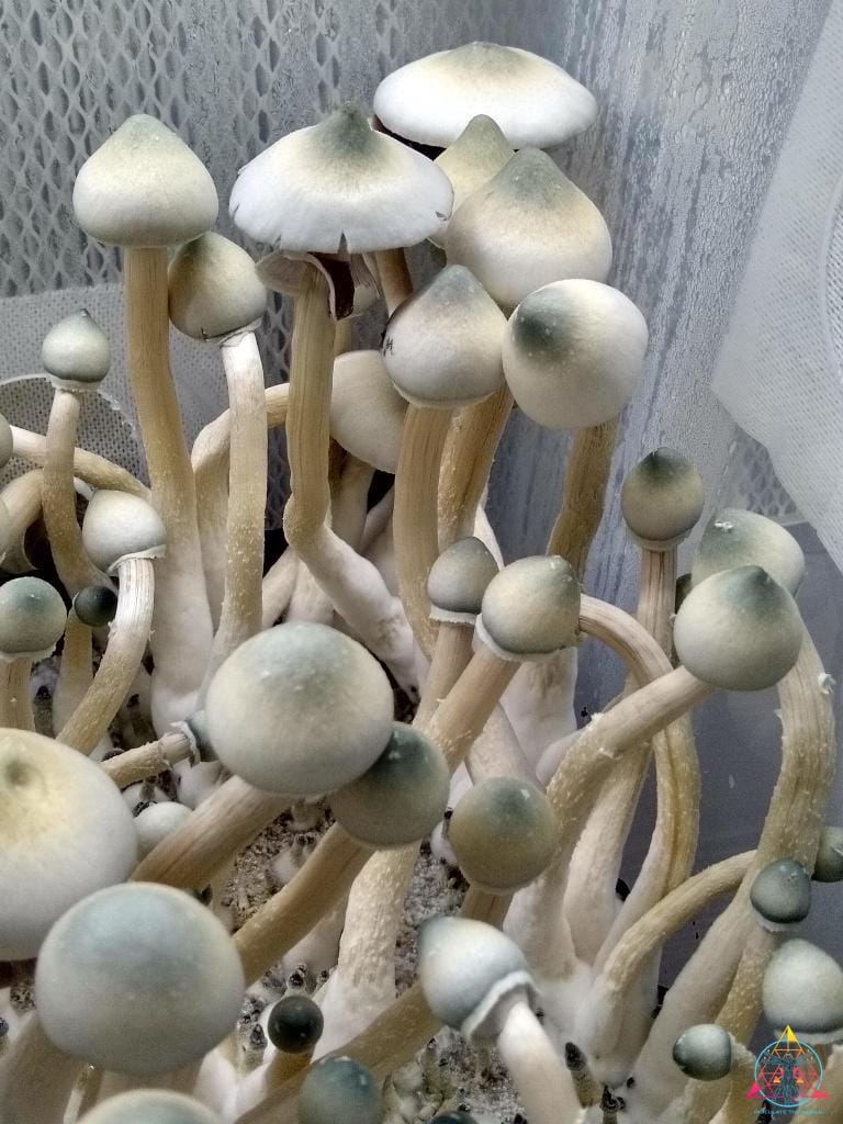 AA+ Leucistic Cubensis Spore Print