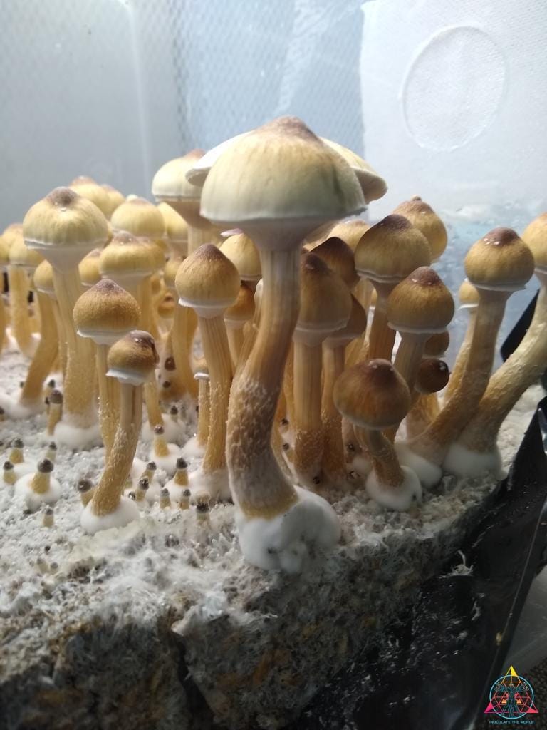 Golden Teacher Spore Print
