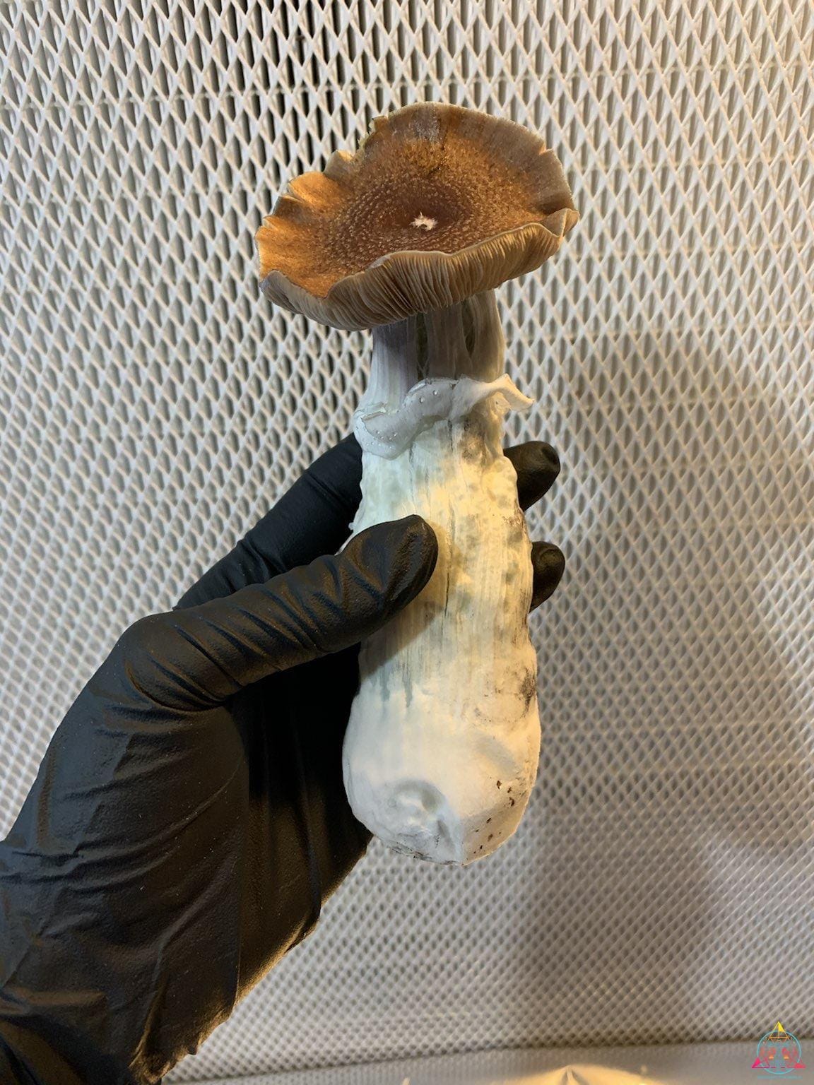 Blue Magnolia Cubensis Spore Syringe - Image 2