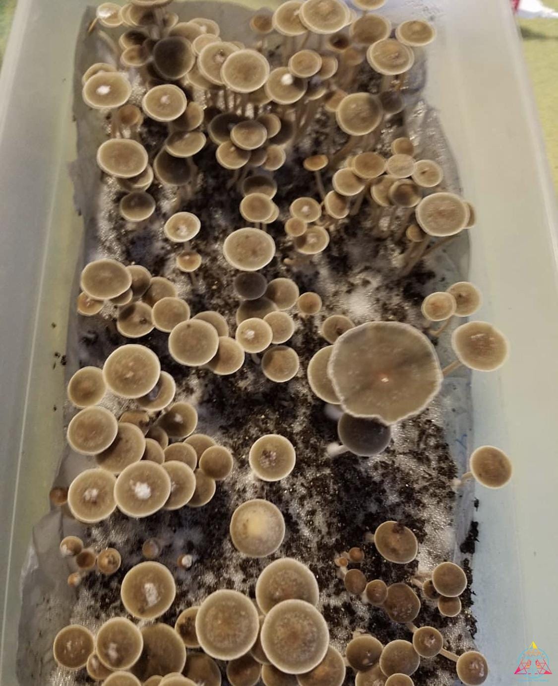 Panaeolus Bisporus Spore Print - Image 3