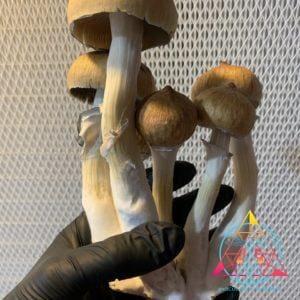 Blue Meanie Cubensis Spore Syringe