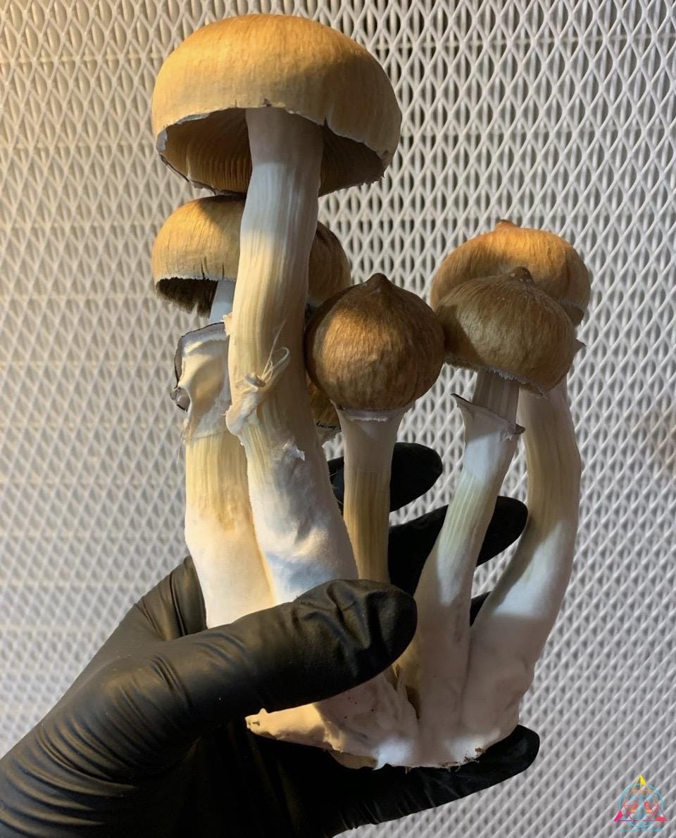 Blue Meanie Cubensis Spore Syringe