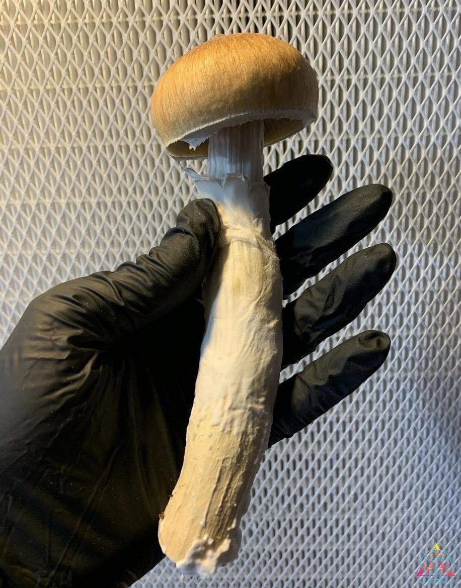 Blue Meanie Cubensis Spore Syringe - Image 4