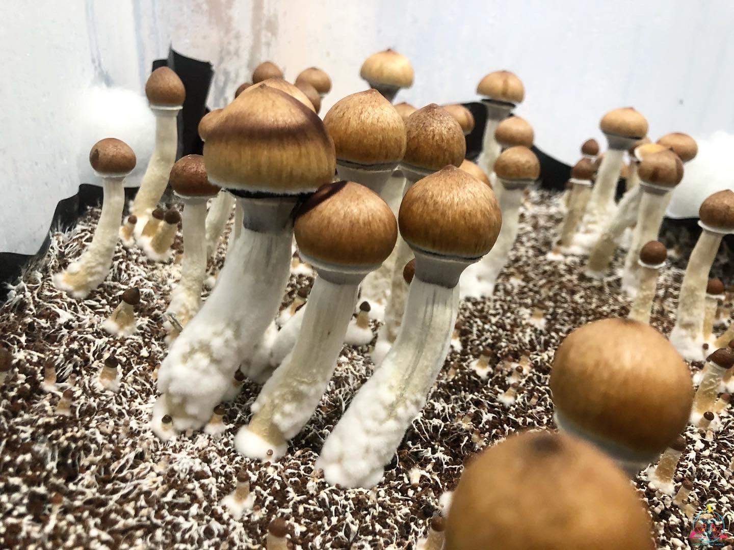 Psilocybe Cubensis (Dulce) Spore Print - Image 2