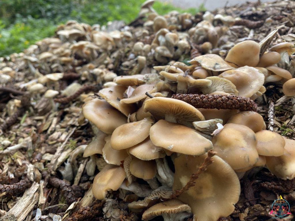 P. Ovoids