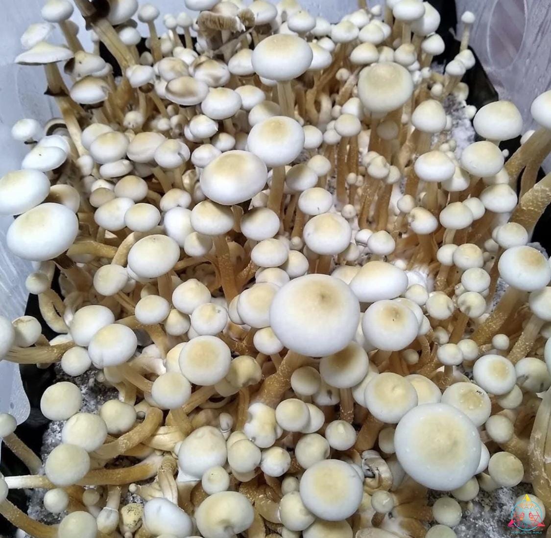 Rusty White