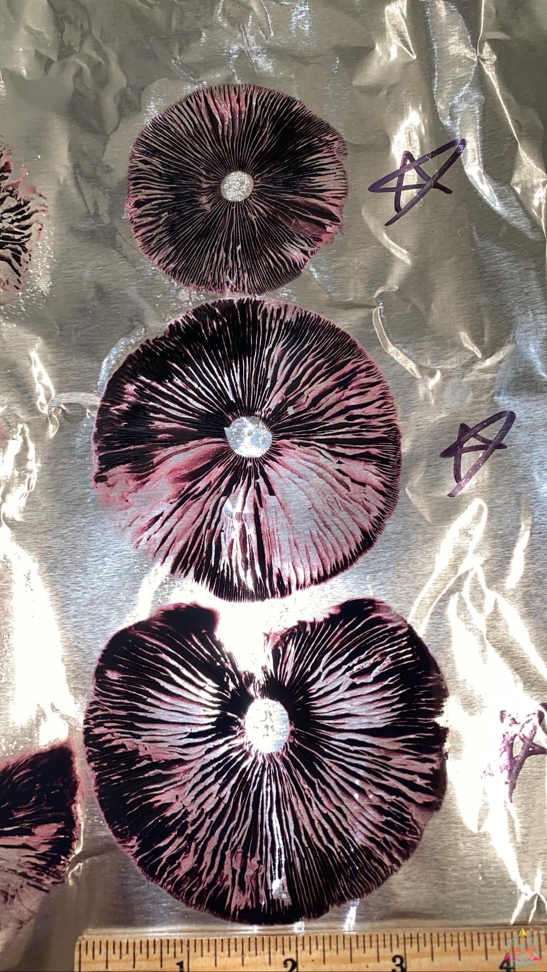 Tosohatchee Cubensis Isolated Spore Syringe - Image 5