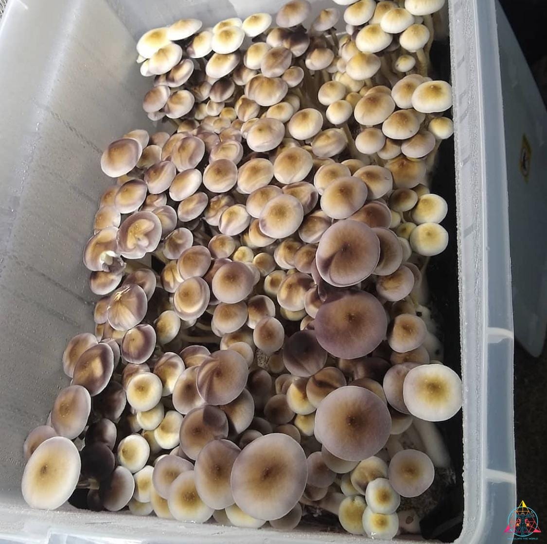 White Golden Teacher Spore Print - Image 2