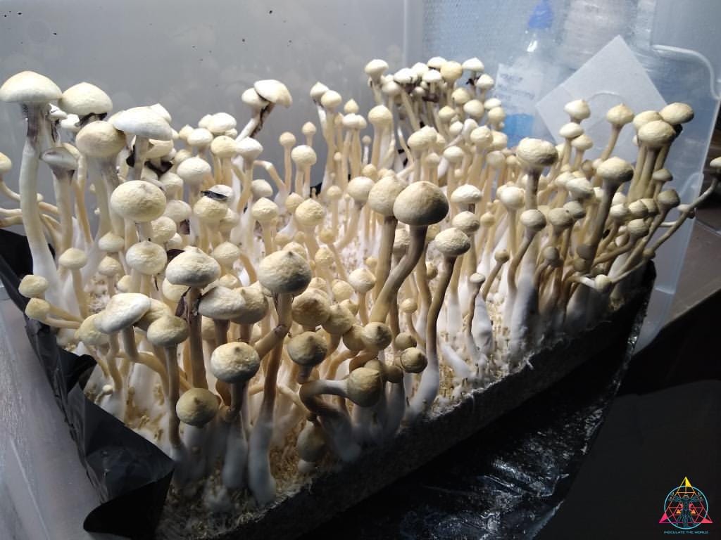 White Golden Teacher Spore Print - Image 5