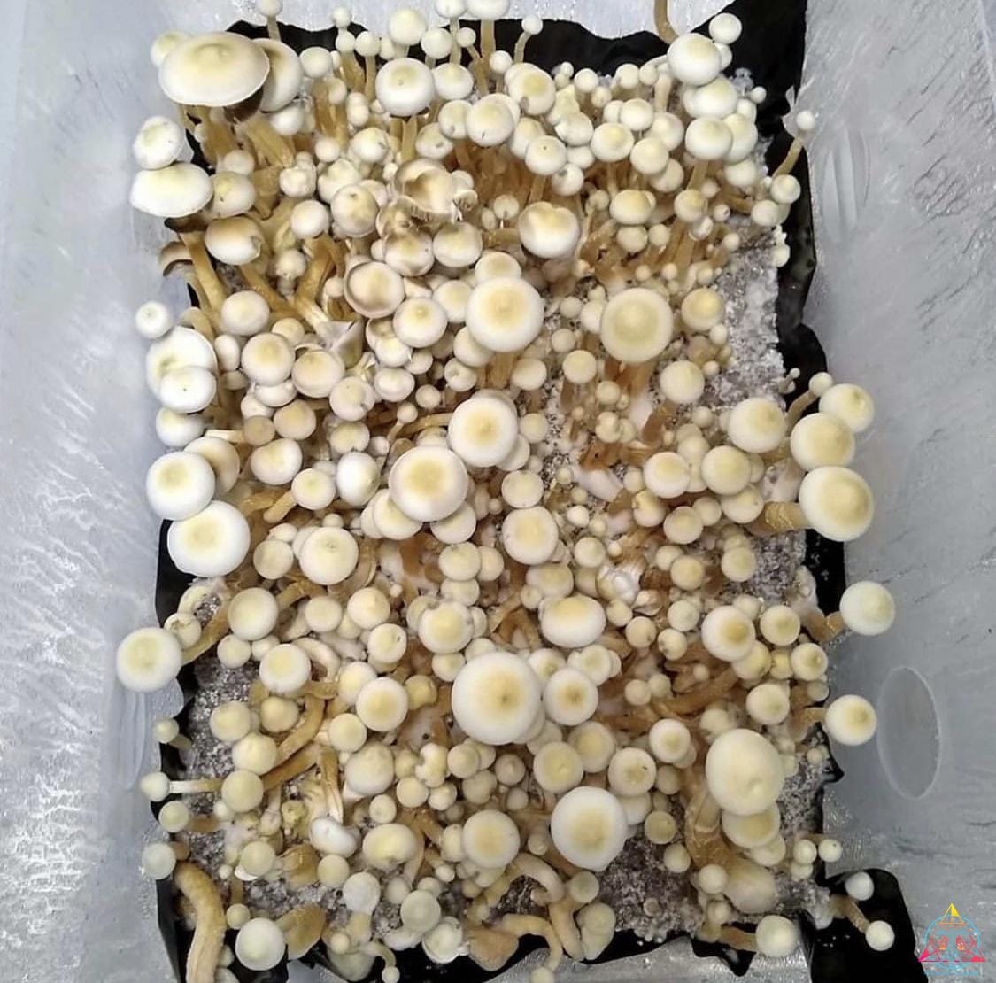 White Golden Teacher Spore Print - Image 3