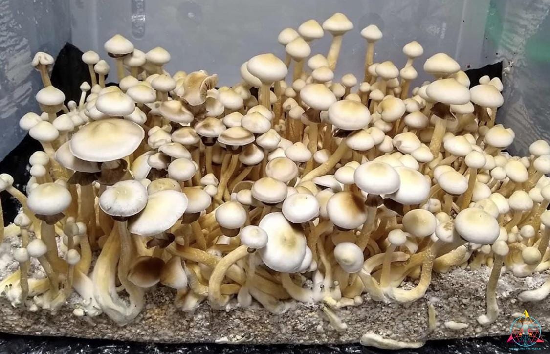 White Golden Teacher Spore Print - Image 4