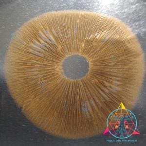 Golden Halo Spore Print
