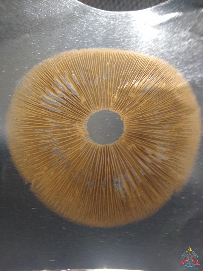 Golden Halo Spore Syringe