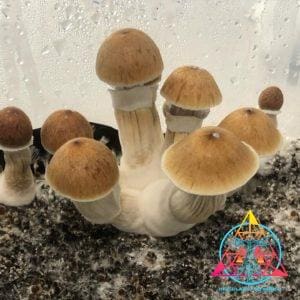 Psilocybe Cubensis "McKennaii" Spore Print