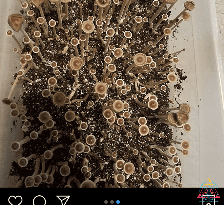 MJ MEDTECH finished psilocybin extract in vivo animal trials