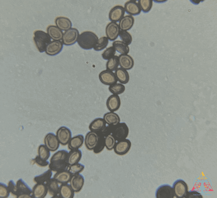 Organic Psilocybin Factories