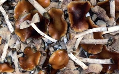 Vancouver company makes first legal harvest of psilocybe cubensis