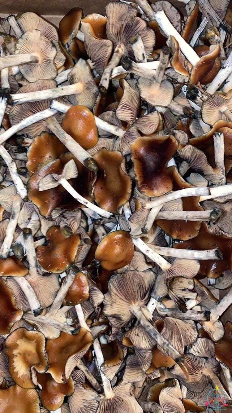 vancouver-company-makes-first-legal-harvest-of-psilocybe-cubensis