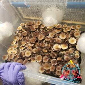Ecuador Cubensis Spore Print