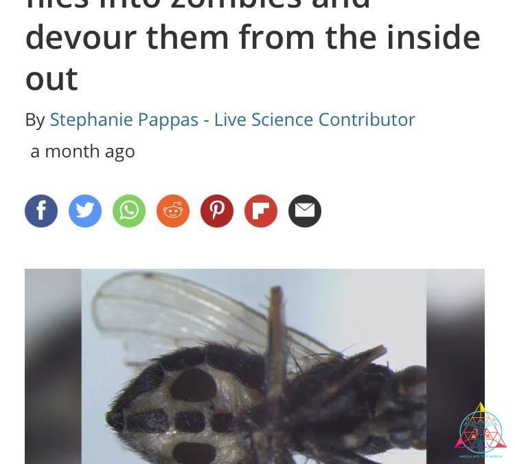 Fly Killer Fungi