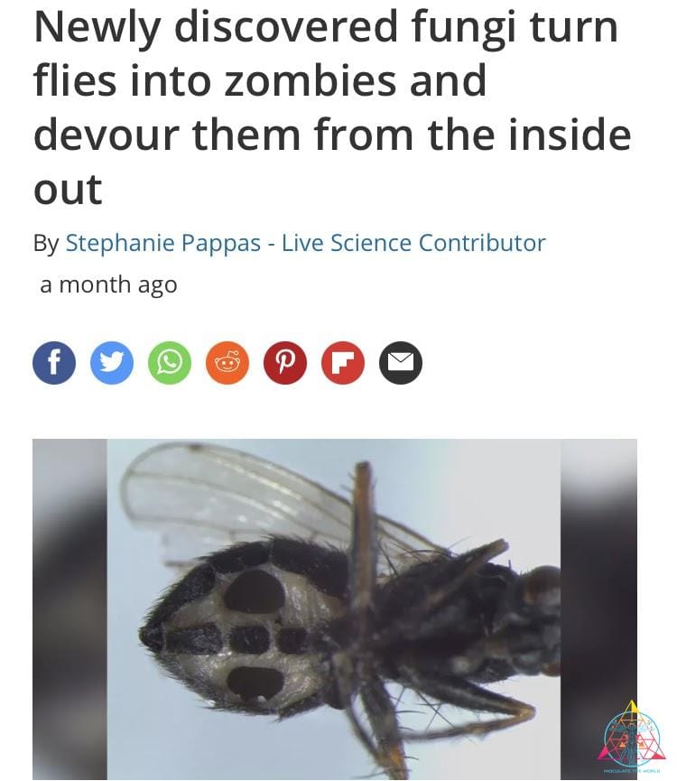 Fly killer fungi