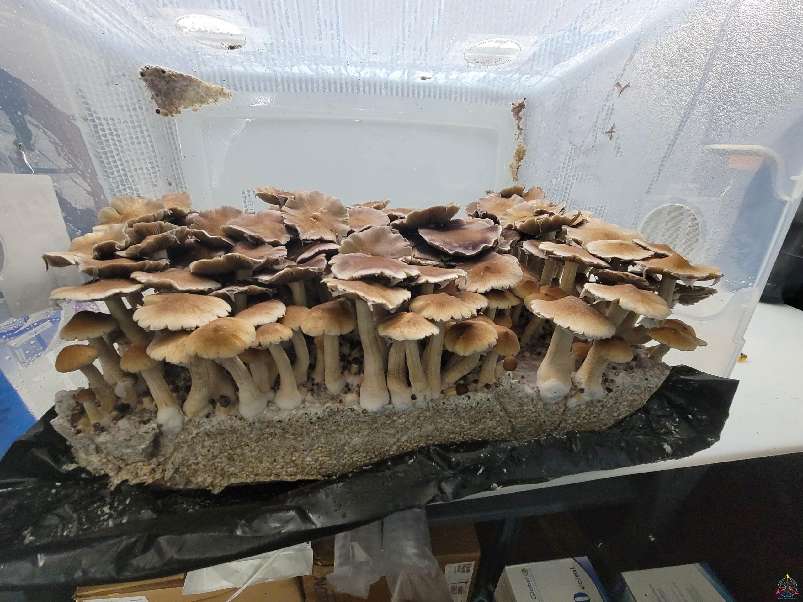 Full Moon Party (Thai Cubensis) Spore Print - Image 2