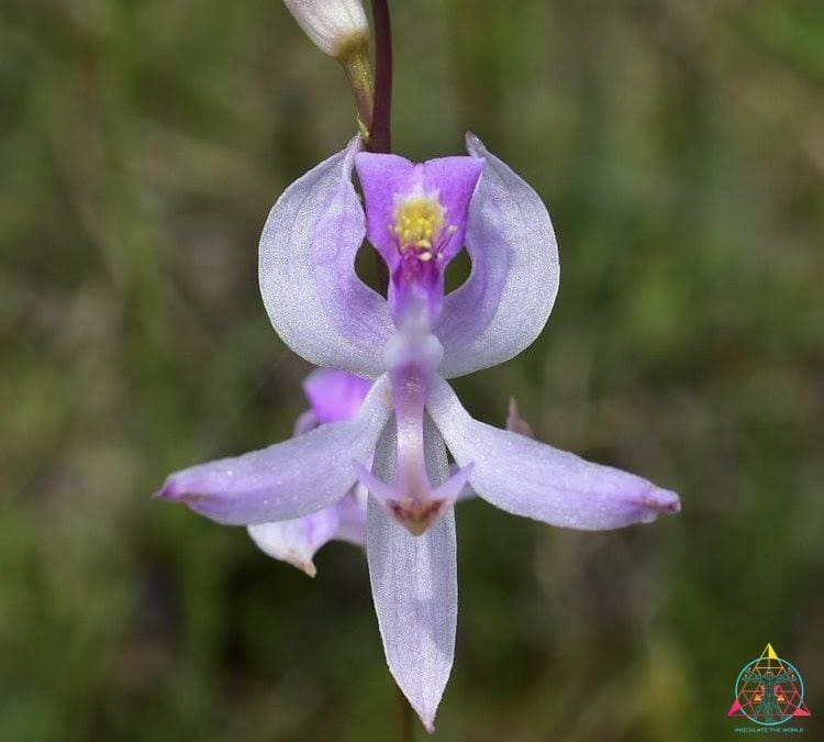 ITW Collab – Orchids