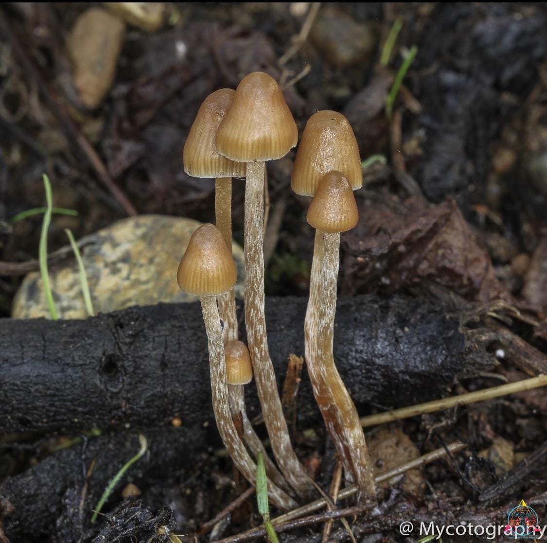 Psilocybe Pelliculosa Spore Print