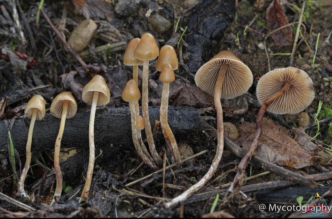 Psilocybe Pelliculosa Spore Print - Image 2
