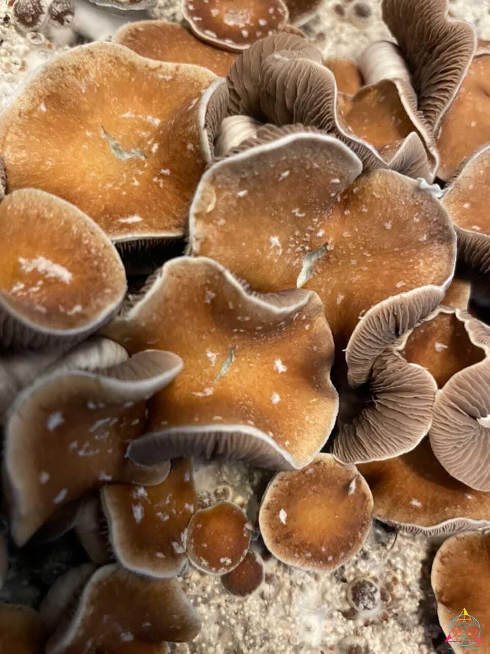 Koh Samui "Little Flowers" Spore Swab - Image 3