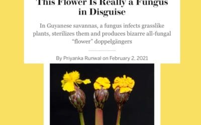 Flower mimic