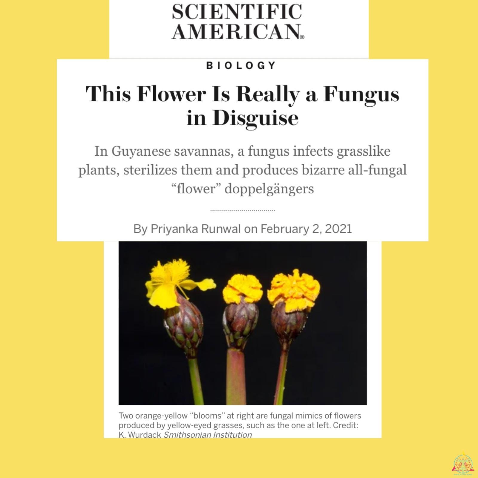 Flower mimic