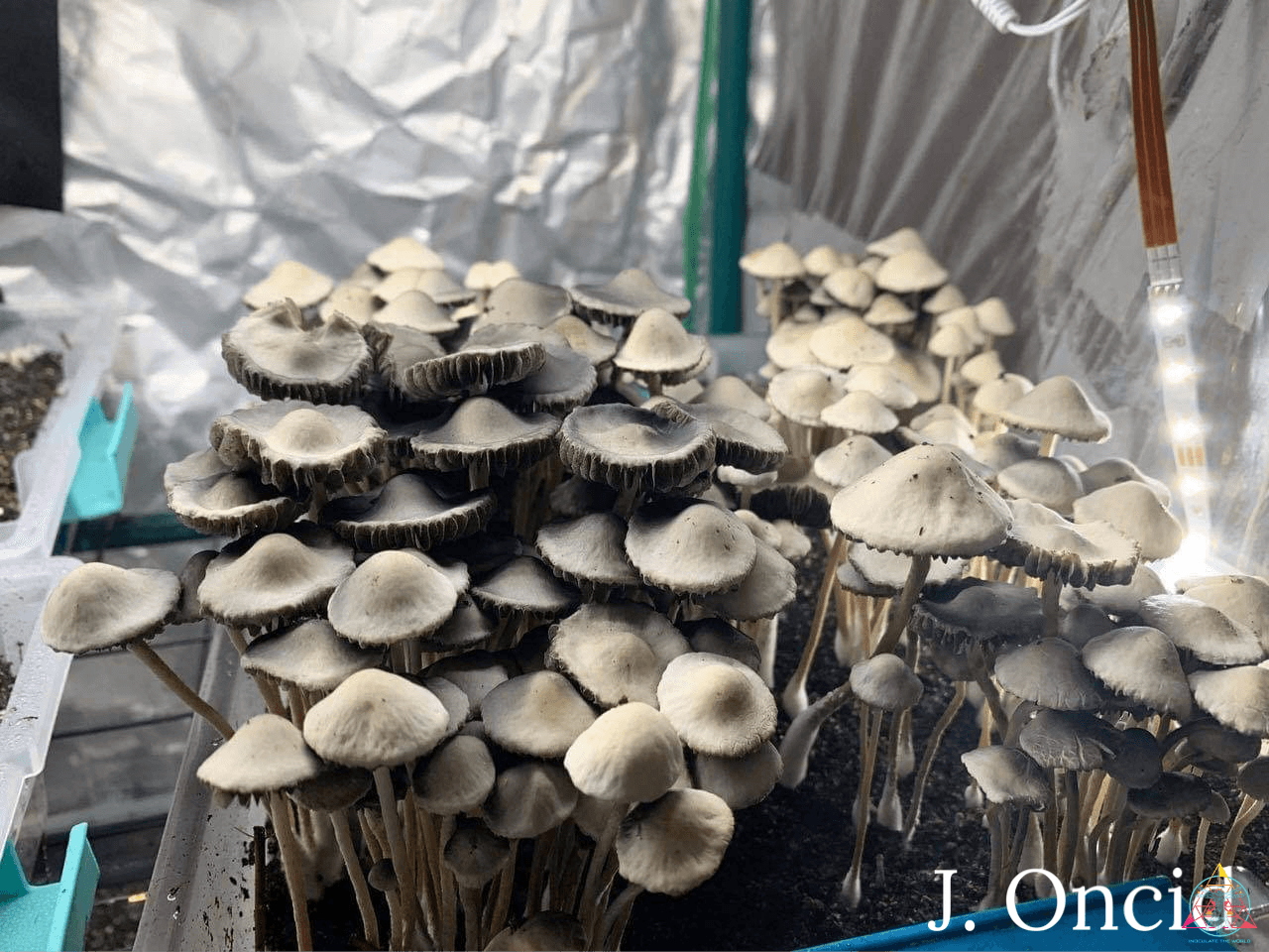 Panaeolus Cyanescens Peace River Spore Print